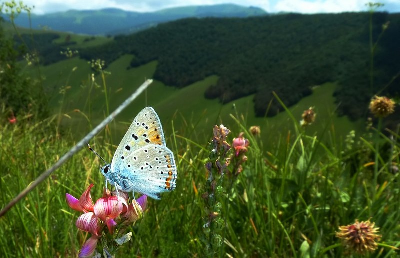 chi l''ha vista?? Lycaena alciphron